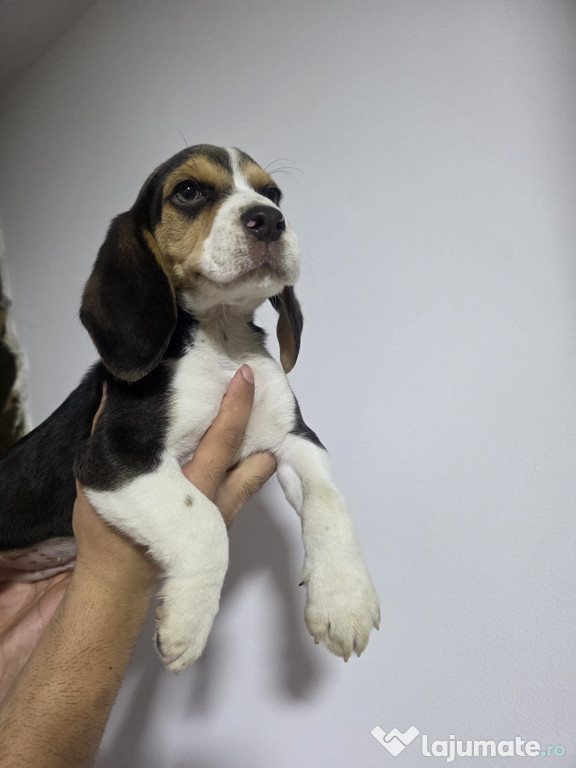 Cățeluși Beagle ,rasă pură , vaccinați !