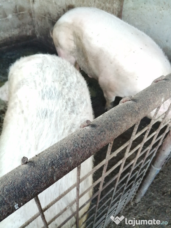 Vand porci de carne crescuti natural