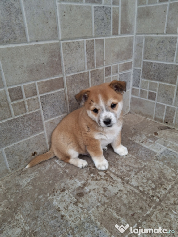 Donez cățeluș ( băiat )