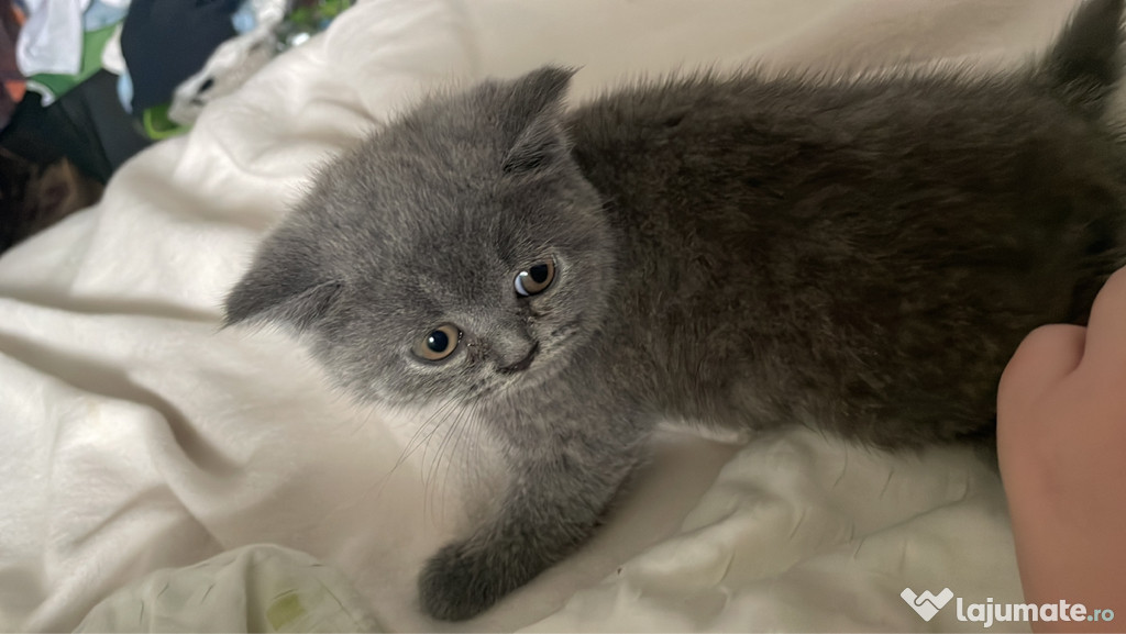 Vând pisică british