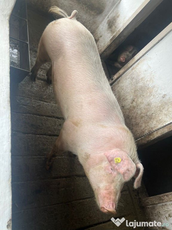 Porc de carne adevarat