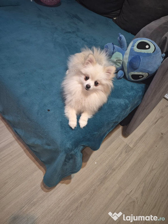 Cățelușa superbă