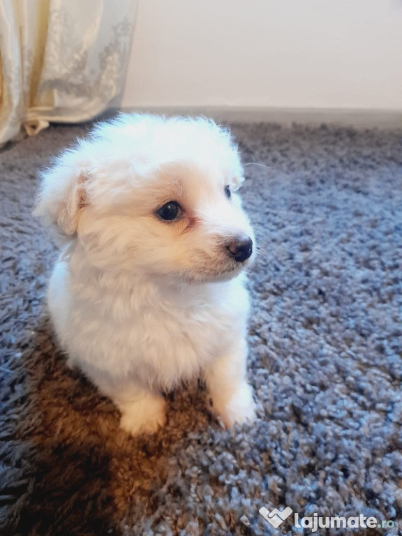 Bichon maltez 2 luni