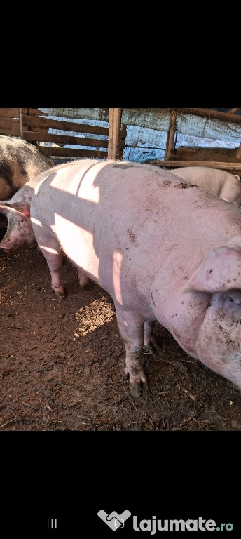 Porci de vanzare