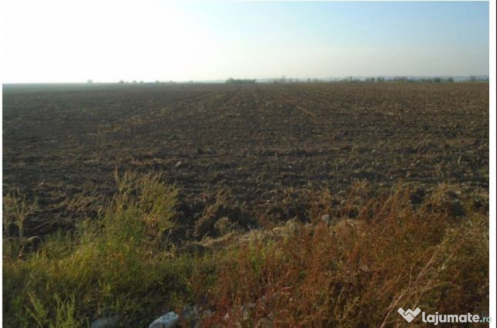 Teren extravilan Loc. Bucovat sat Sarbatoarea, jud. Dolj