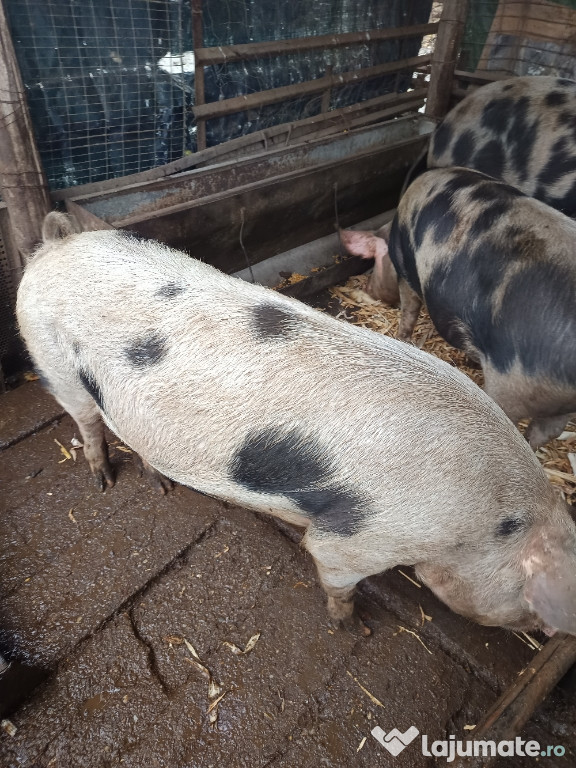 Vând porci crescuți natural