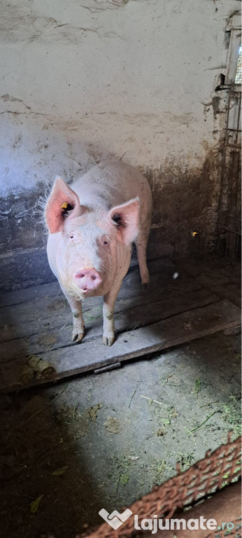 De vânzare ce se vede în poză