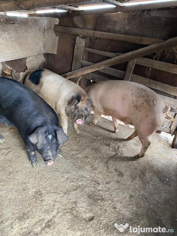 De vanzare porci