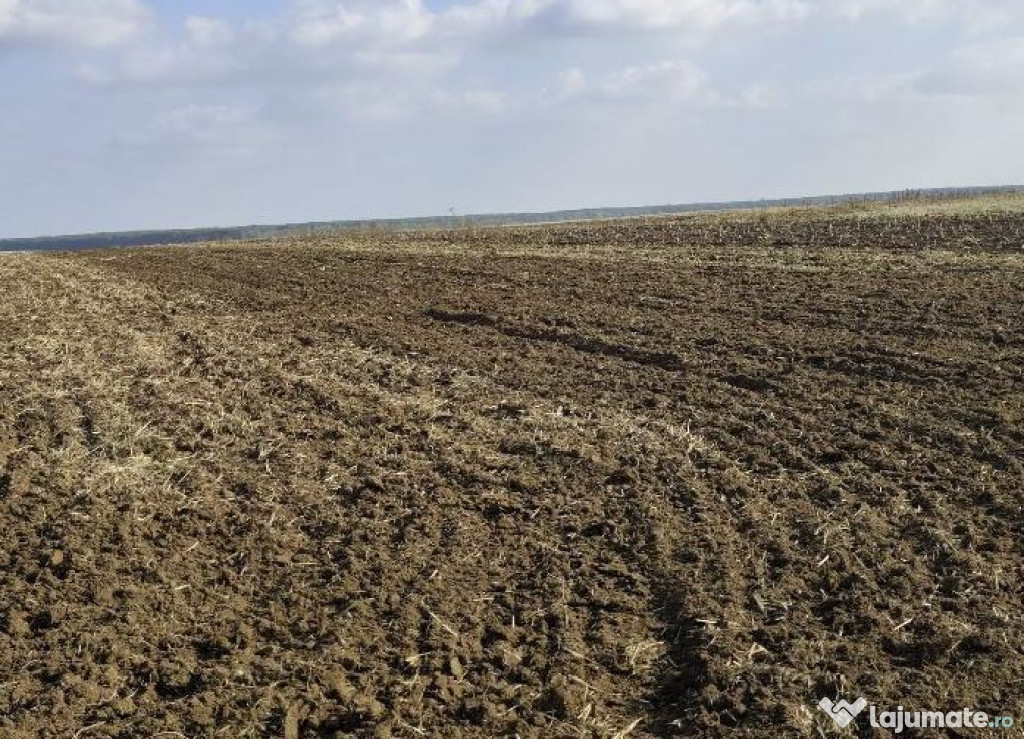 Teren extravilan Varvoru de Jos, jud Dolj