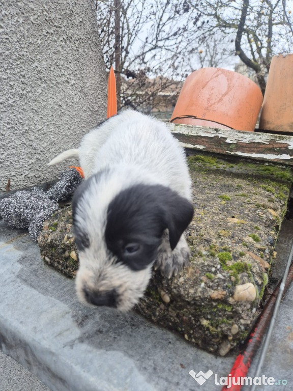 Donez pui Brac German