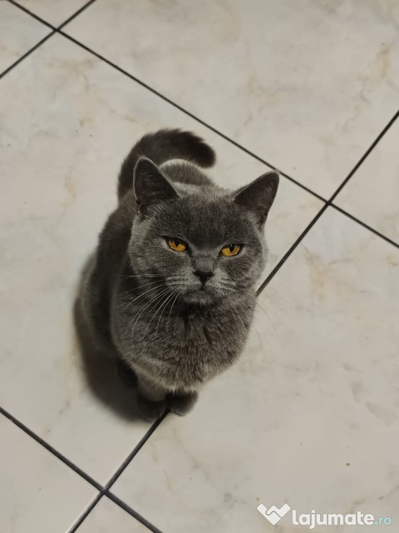Pisica British Shorhair