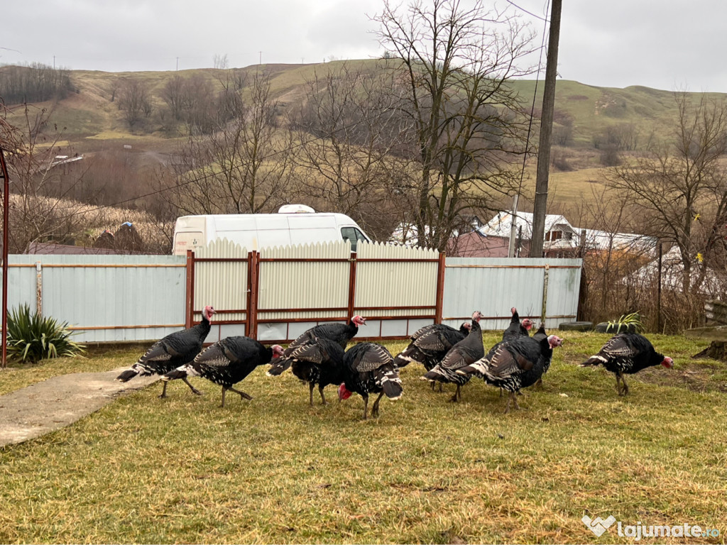 Oferta!!! Curci de vânzare