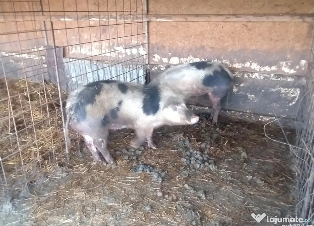 Vind porcii 16 lei kg