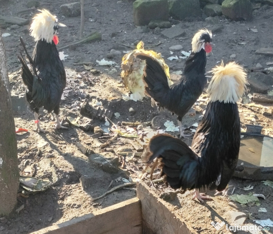 Moțată olandeză/wiandotte argintiu