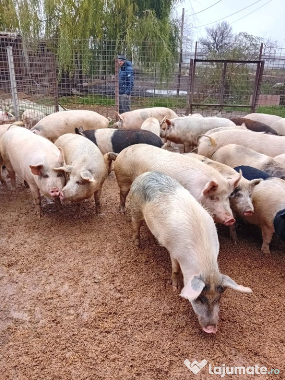 Porci romanesti crescuti natural