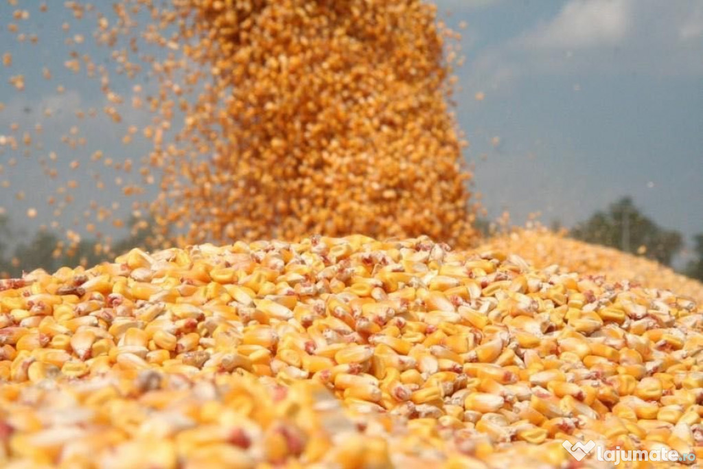 Vând porumb uscat