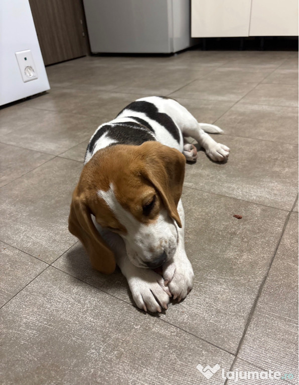 Puiut Beagle 6 luni jumate