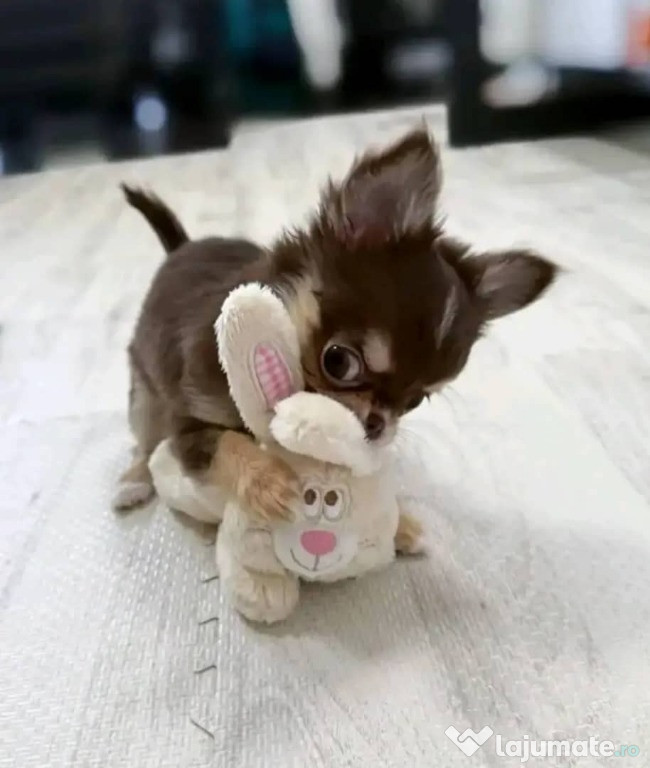 Frumoasa Lisa își caută o casă iubitoare pentru totdeauna