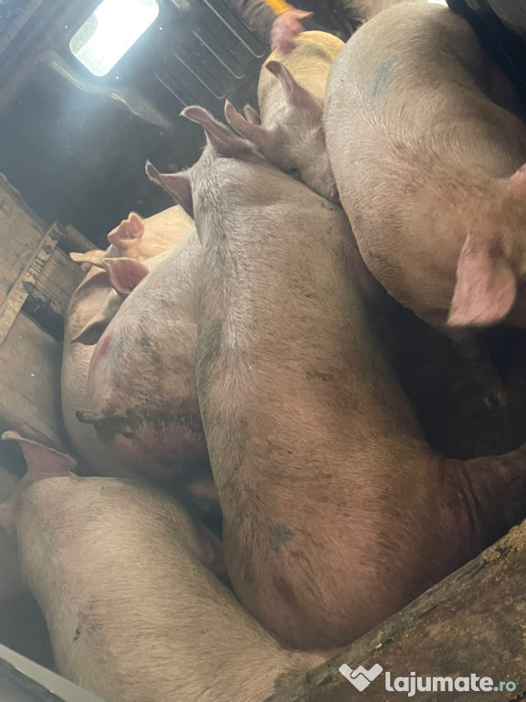 Porci de carne transport gratuit