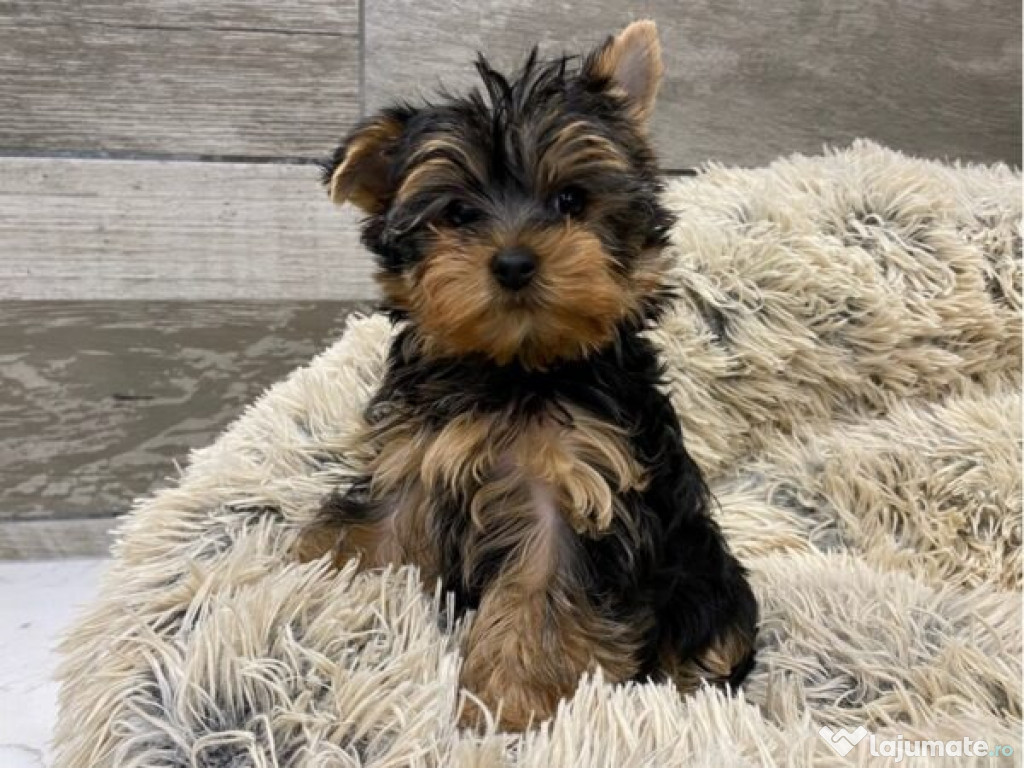 Căței Yorkshire înregistrați