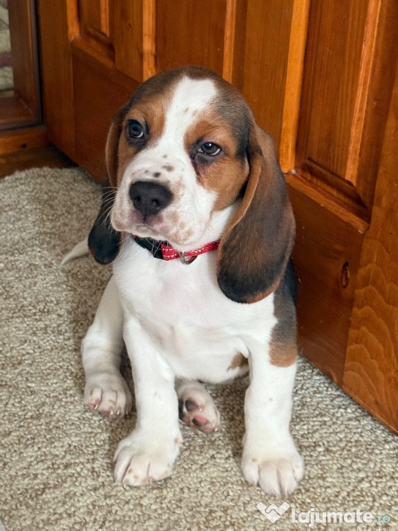 Pui beagle tricolor baietel