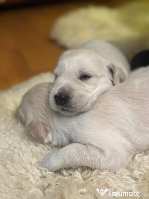 Pui Golden Retriever - băiețel şi fetiță