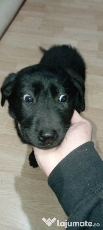 Labrador Retriever Negru 2 luni