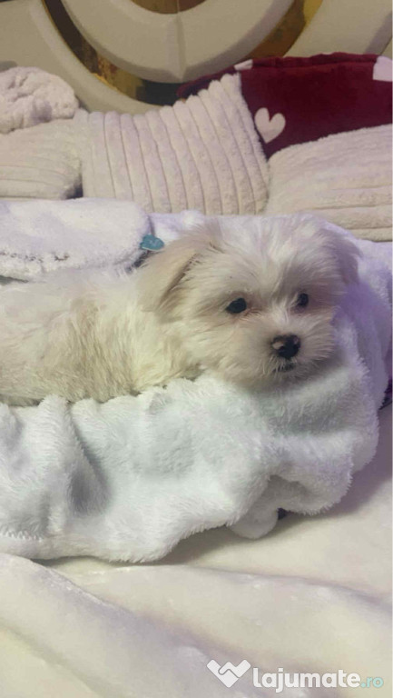 Catel Bichon de vânzare