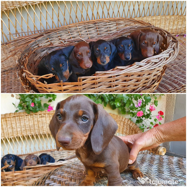 Cățeluși Pui Teckel