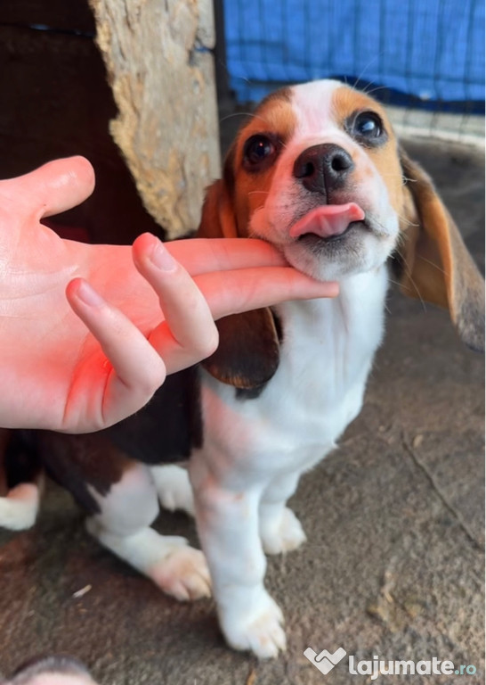 Vând Femela Beagle