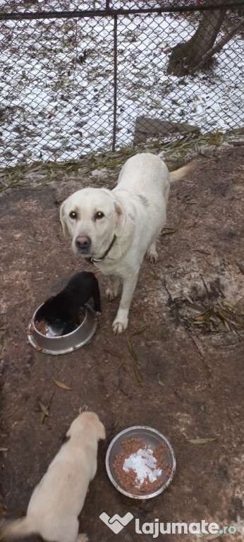 Donez catei Labrador