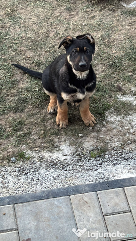 Ciobănesc german (câine lup)