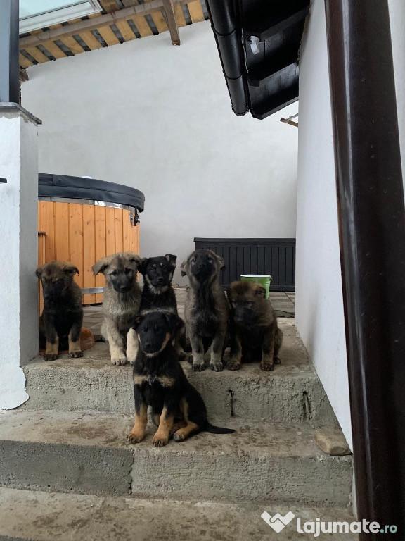 Căței ciobănesc german