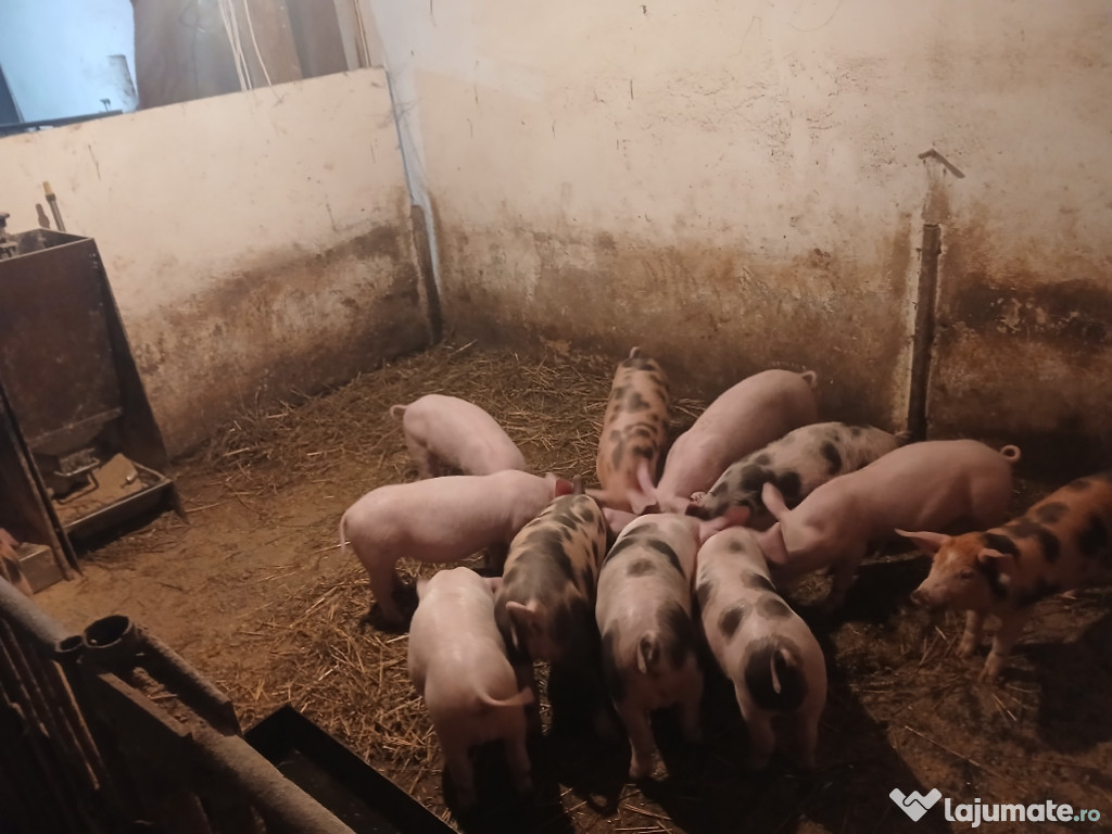 Purcei de 8 săptămâni