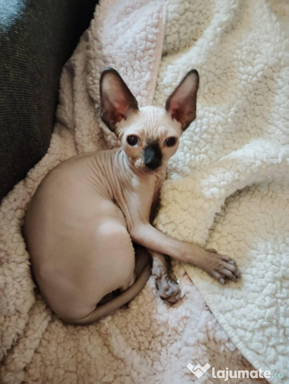 Pui pisica rasa sphinx