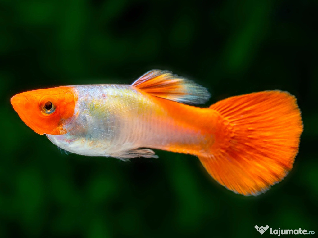 VGuppy Koi Kohaku - direct din crescatoria proprie