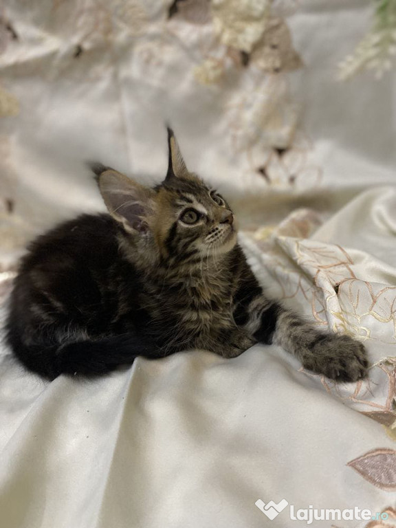 Maine coon băiețel