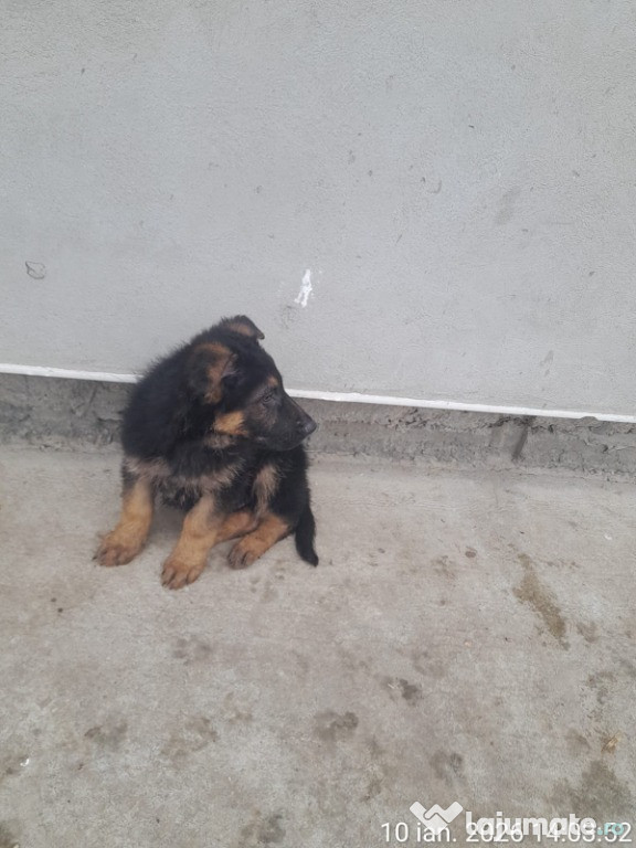 Vând pui ciobănesc german