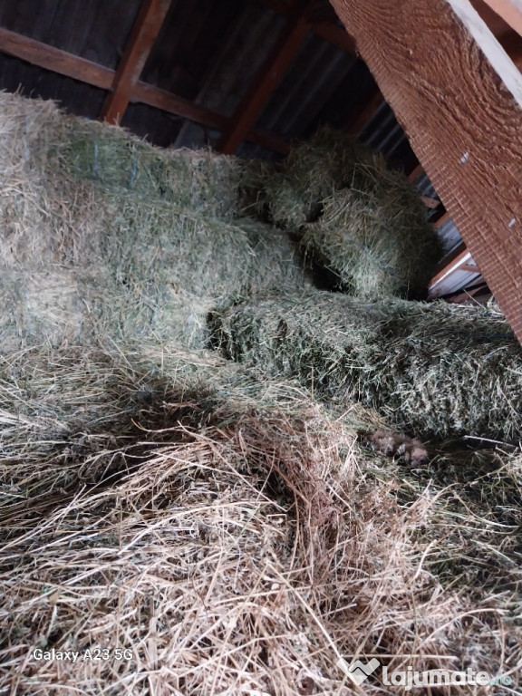 Vând baloți de lucernă.