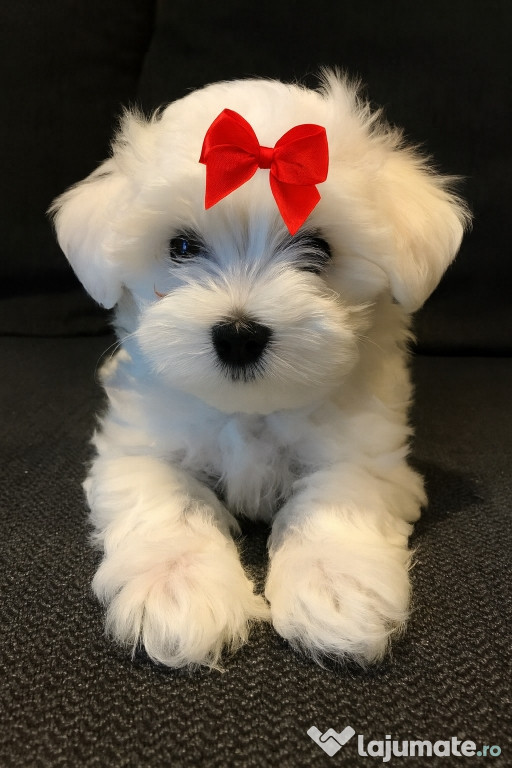 Bichon maltez mini toy
