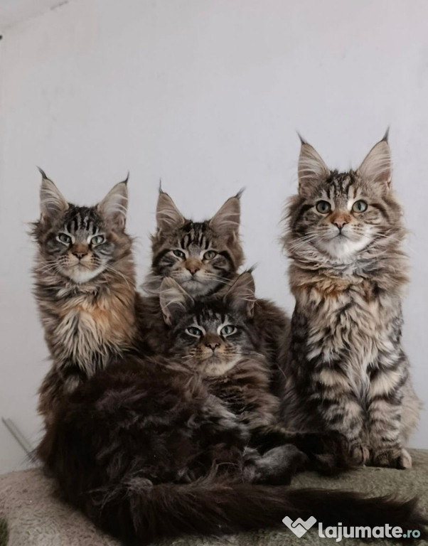 Maine coon pisoiași