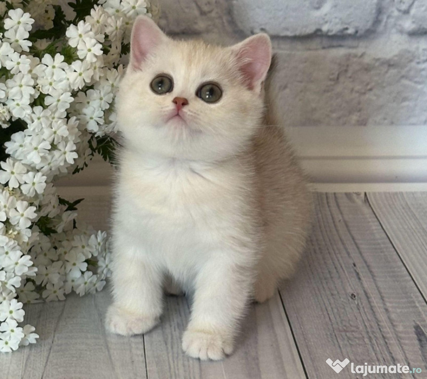 British shorhair puiuți