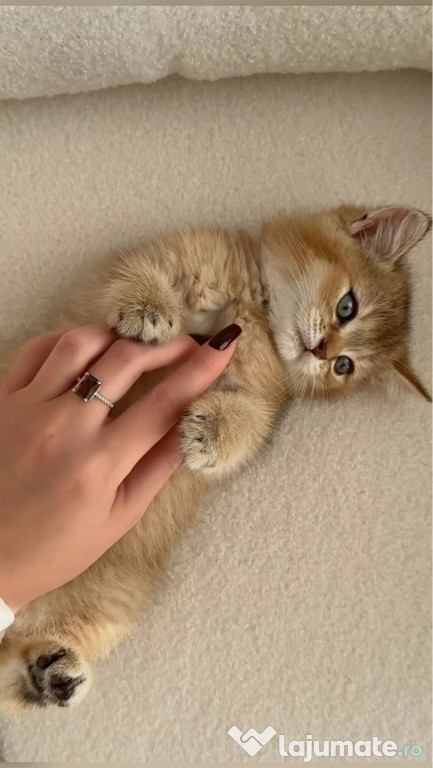 British shorthair pui superbi