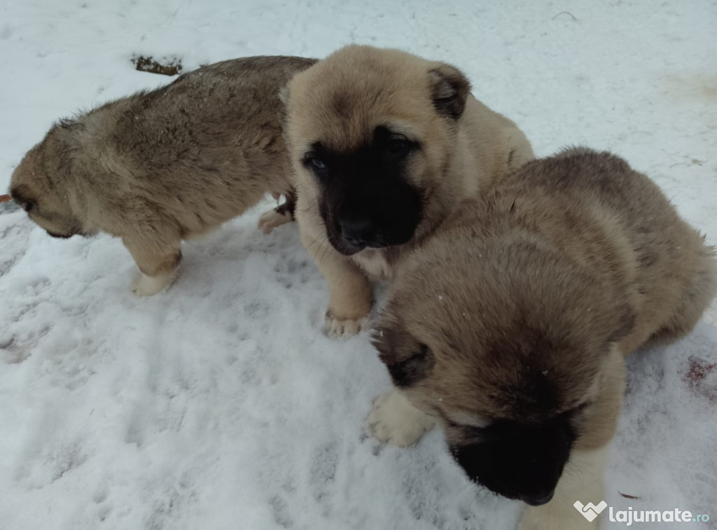 Caini Kangal( 6 saptamani)