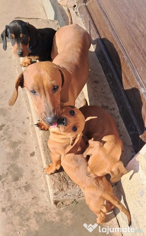 Teckel ???????????? frumoși si jucausi!!