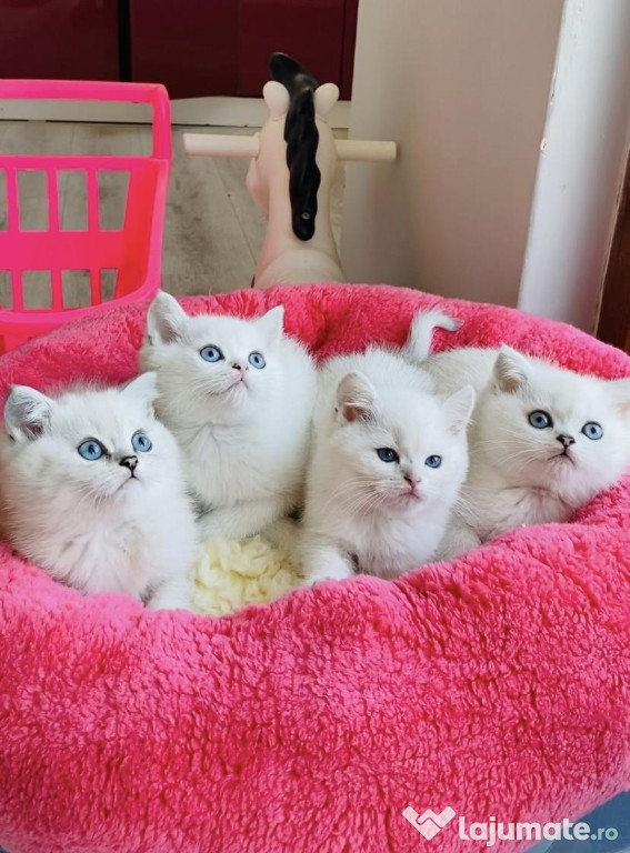 British shorhair băieței și fetițe