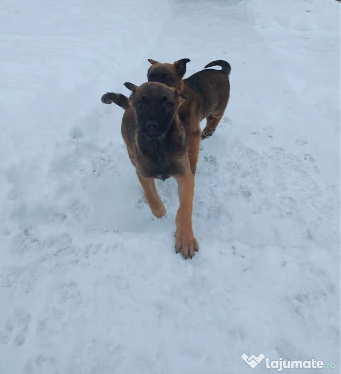 Catei Ciobanesc Belgian Malinois