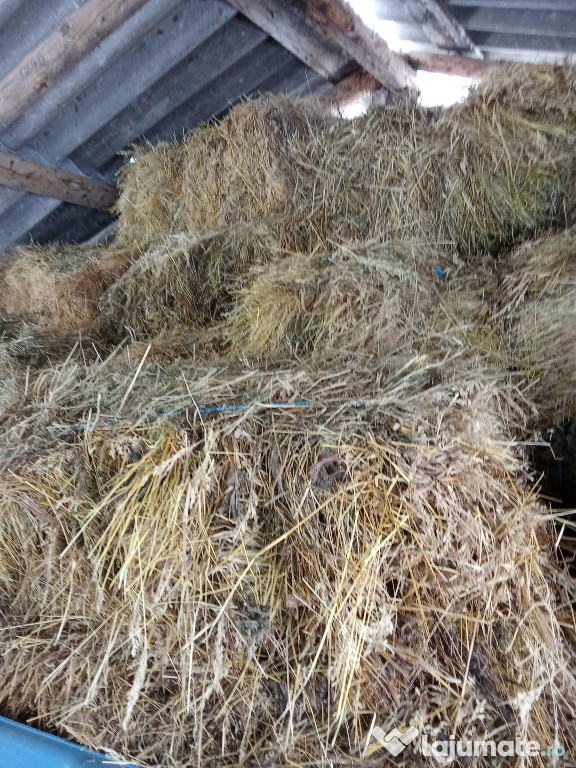 Vând baloți de fân