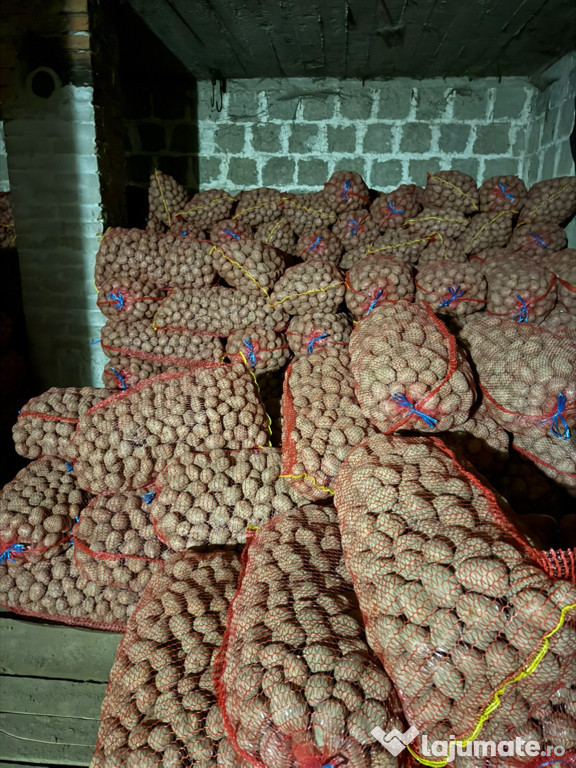 Cartofi sămânță Bellaroza