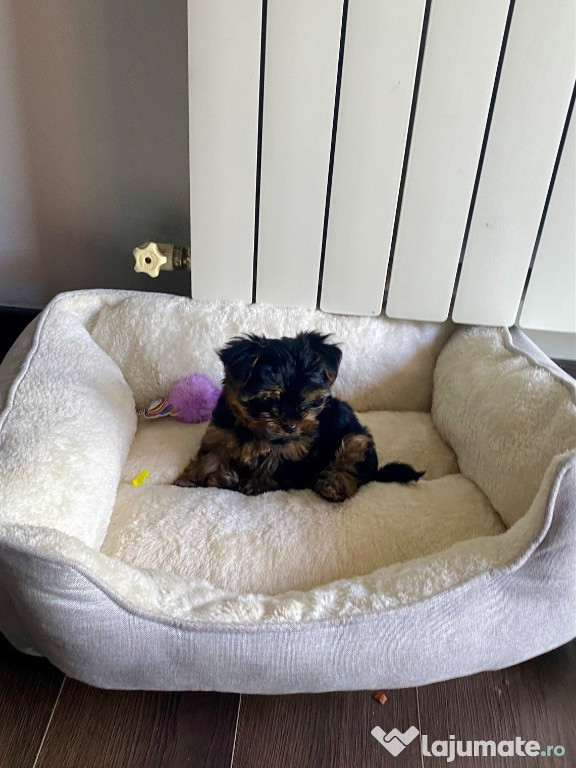 Pui de yorkshire terrier